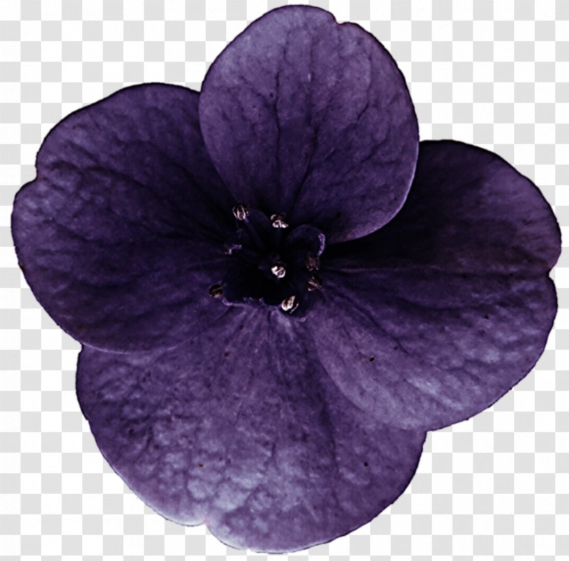 Purple Violet Hydrangea Flower Lilac Transparent PNG