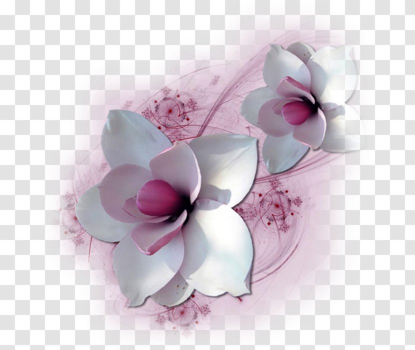 Cut Flowers Petal Floral Design Flower Bouquet - Flowering Plant Transparent PNG