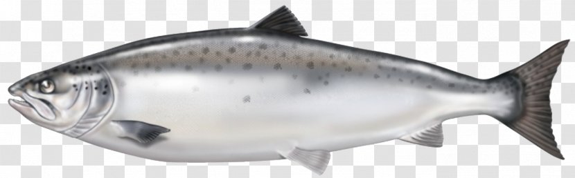 Smoked Salmon Fish Oil Atlantic - Sockeye Transparent PNG