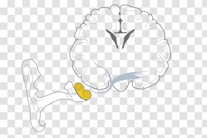 Conductive Hearing Loss Sensorineural - Watercolor - Ear Transparent PNG