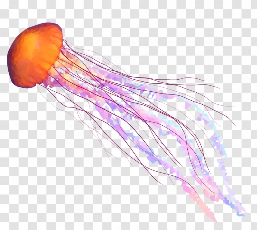 Jellyfish Chrysaora Fuscescens Sea Transparency And Translucency - Cnidaria Transparent PNG