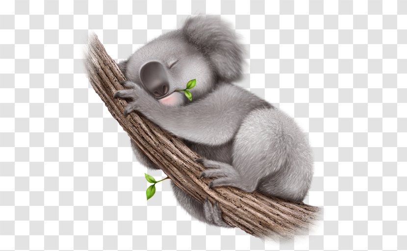 Koala Desktop Wallpaper - Mammal Transparent PNG