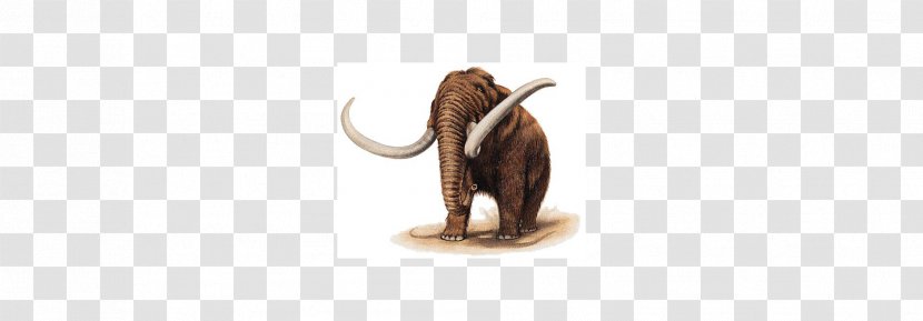 Indian Elephant Mammoth Wildlife Terrestrial Animal - Mammal Transparent PNG