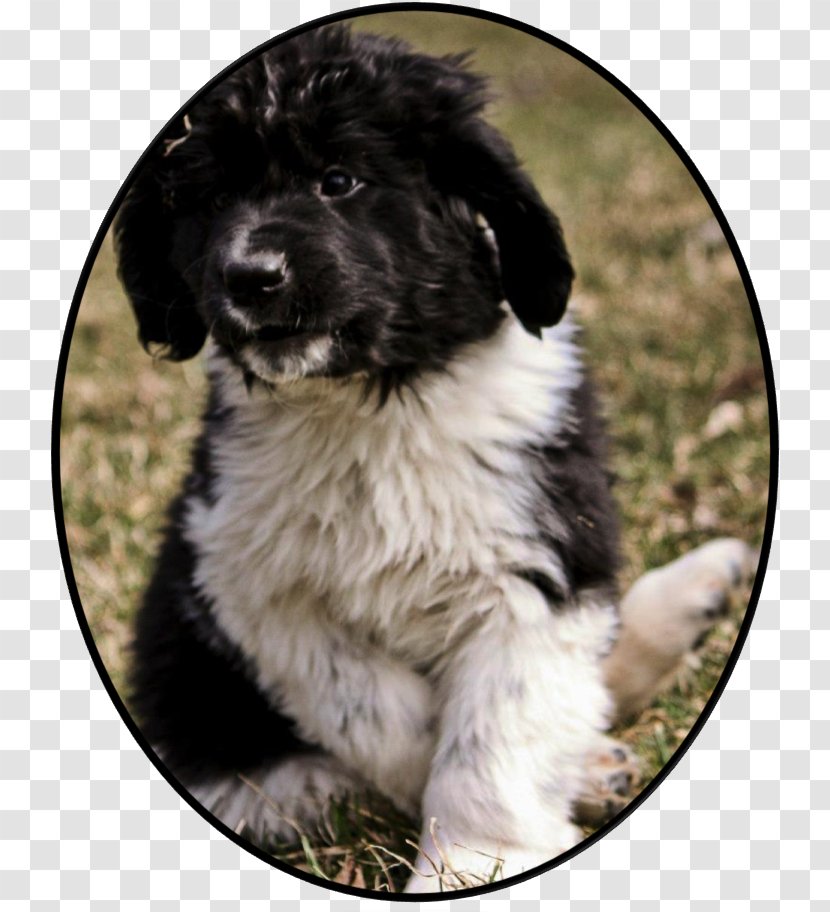 Stabyhoun Newfoundland Dog Landseer Frisian Water Puppy - Breed Group Transparent PNG