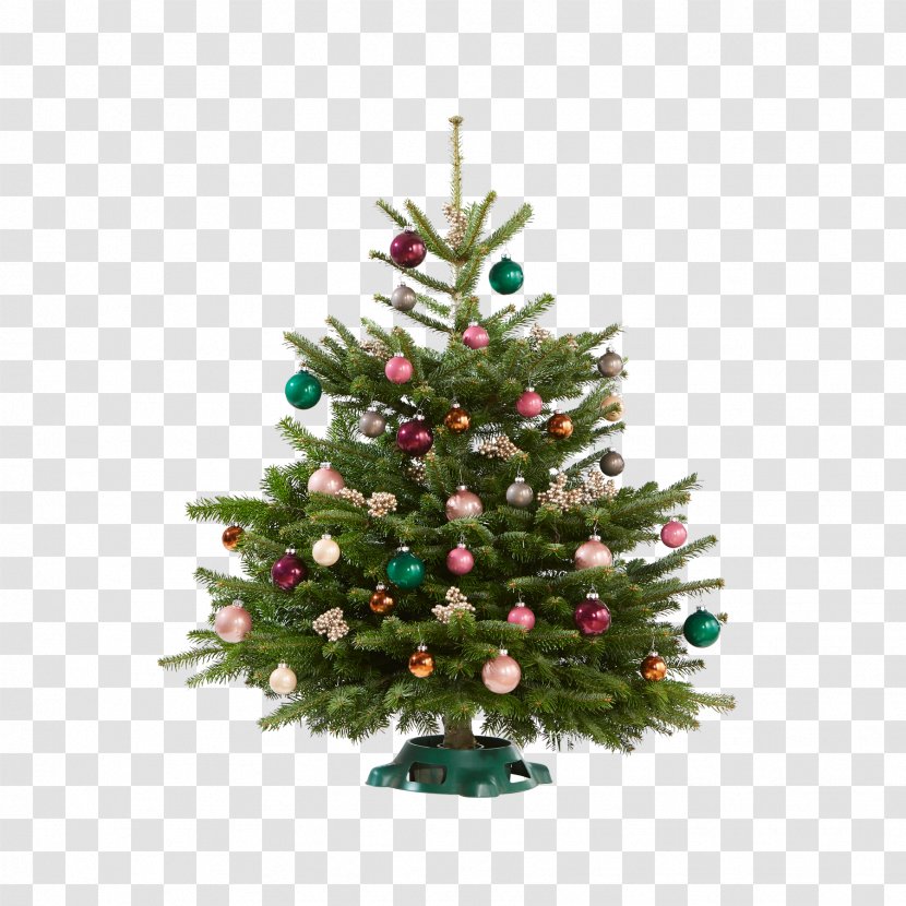 Christmas Tree Ornament Spruce Fir Pine - Family Transparent PNG