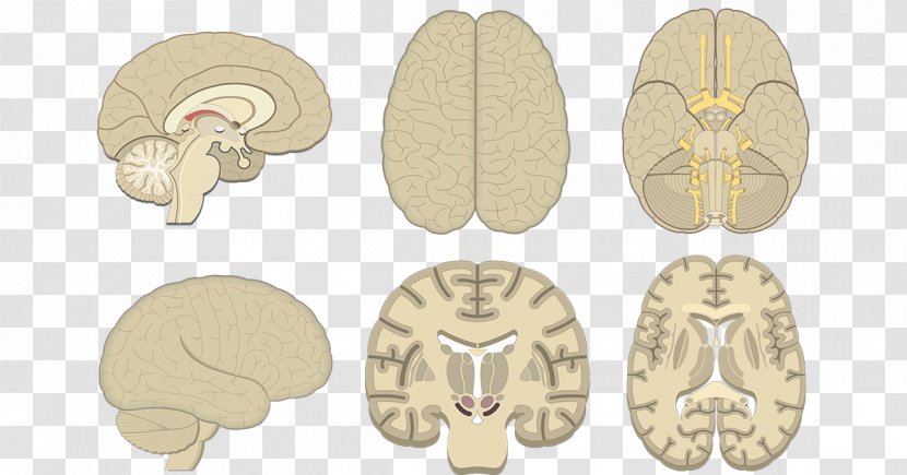 Human Brain Coronal Plane Cerebral Cortex Anatomy - Cartoon Transparent PNG