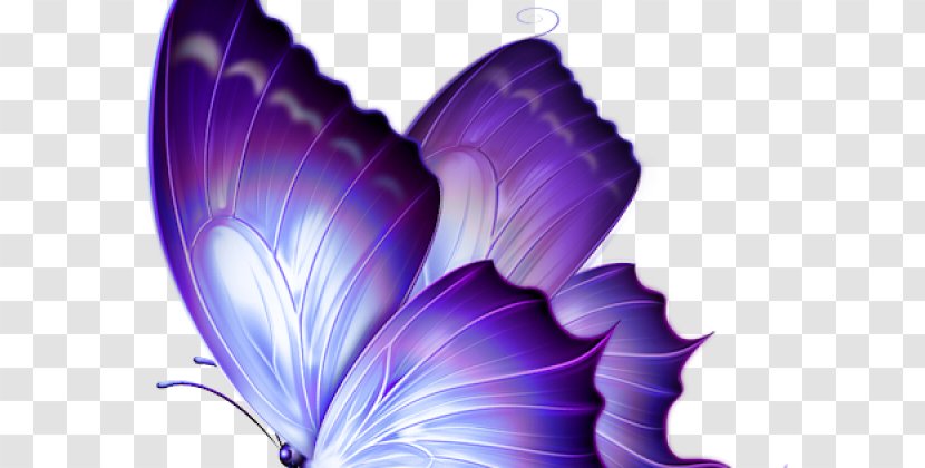Butterfly Papilio Ulysses Clip Art - Violet Transparent PNG