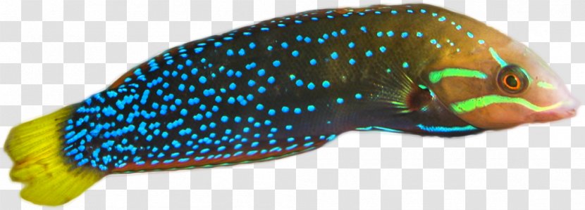 Fish Cartoon - Tail - Parrotfish Transparent PNG