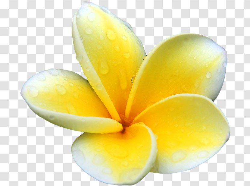 Plumeria Alba Flower Clip Art - Computer Graphics - Yellow Flowers Transparent PNG