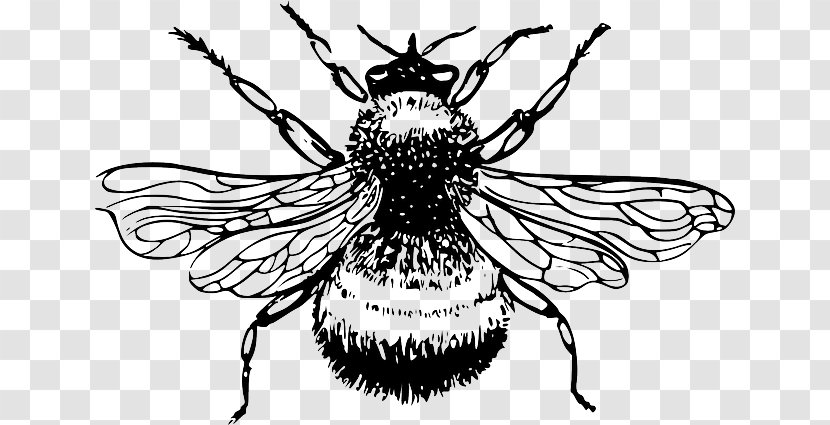 Honey Bee Bombus Lucorum Drawing Clip Art - Fly - Silhouette Transparent PNG