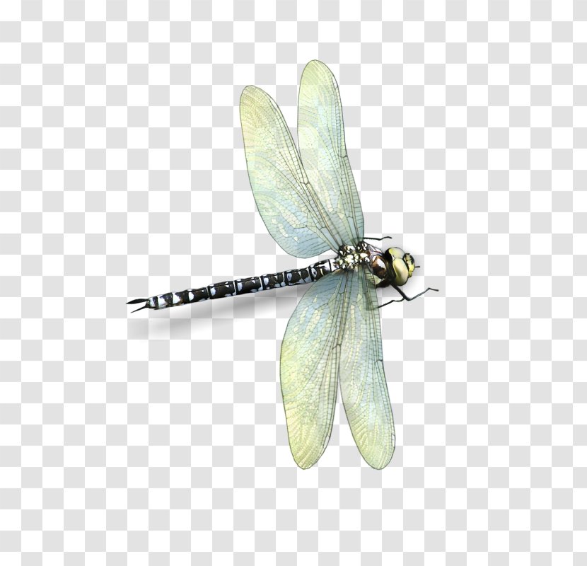Dragonfly Insect Butterfly 2M Butterflies And Moths Transparent PNG