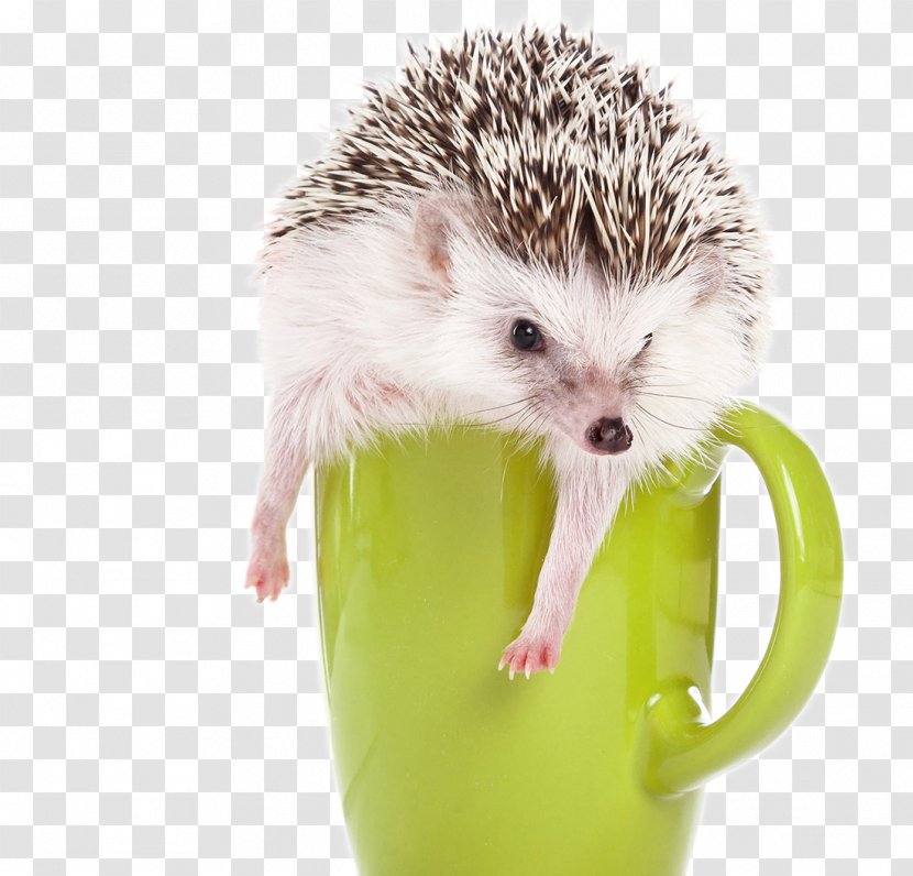 Domesticated Hedgehog Four-toed Southern African Amur - Fourtoed - Playing In The Green Cup Gray And White Transparent PNG