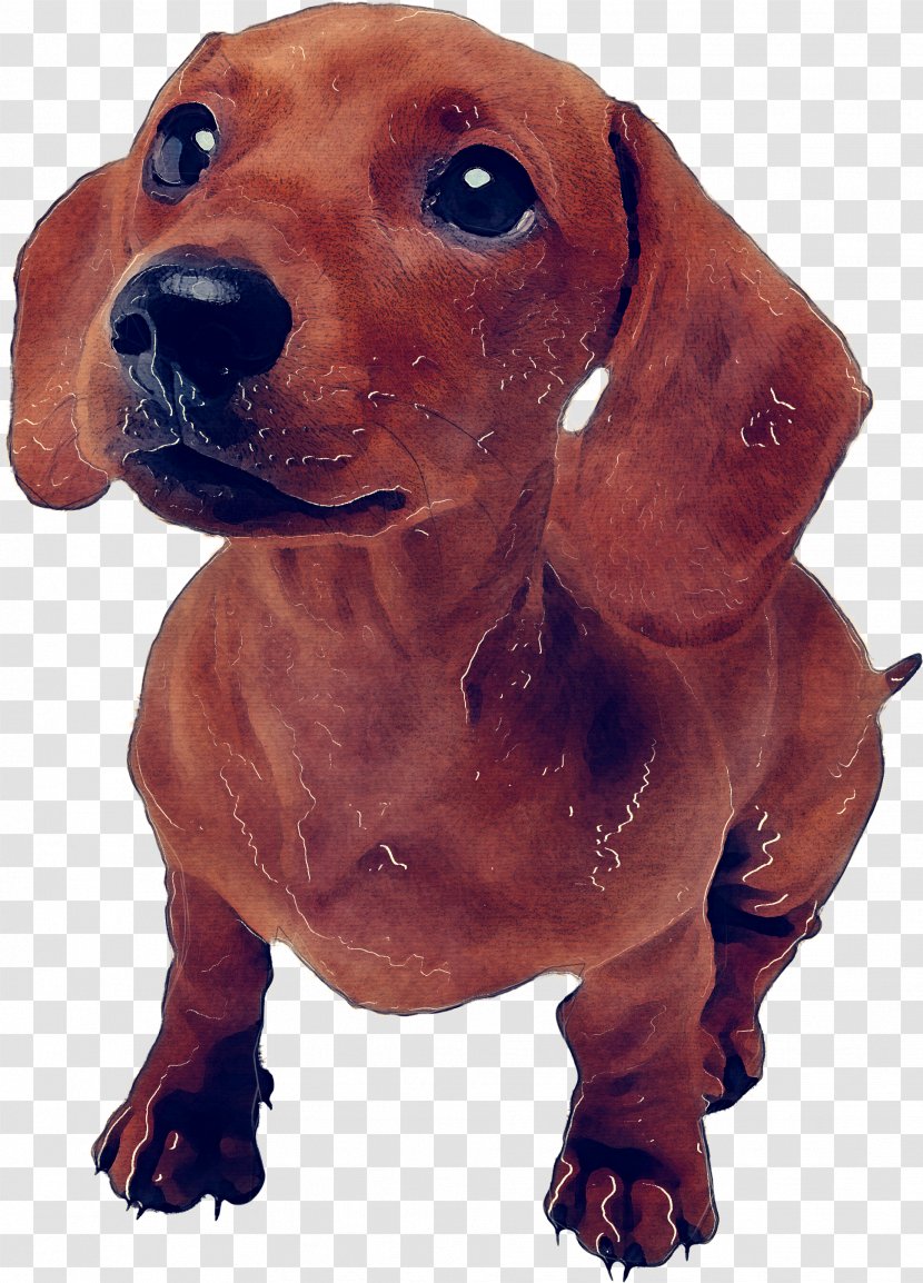 Dog Breed Dachshund Snout Hound - Sporting Group Transparent PNG