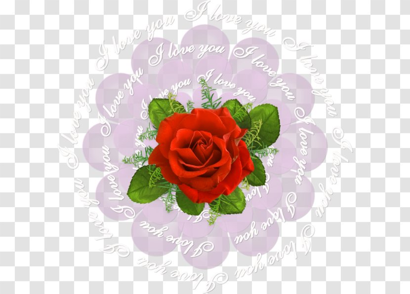 Garden Roses Cabbage Rose Cut Flowers Beach - Floral Design - Roze Flower Transparent PNG