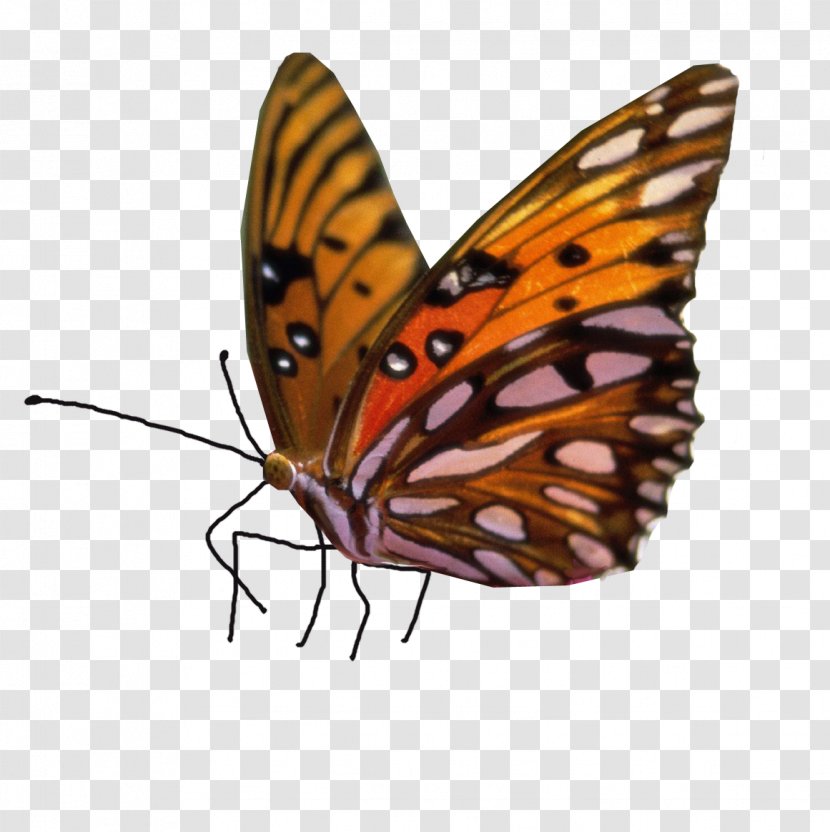 Clip Art Image Butterfly Stock.xchng - Information Transparent PNG