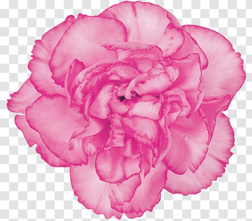 Carnation Cut Flowers Centifolia Roses Petal - Rosa - Flower Transparent PNG