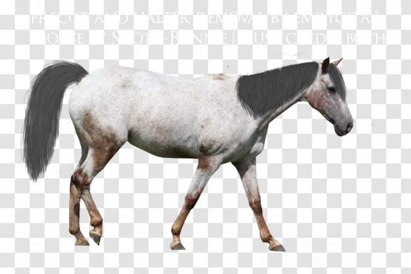 Mare Appaloosa Andalusian Horse Mustang Arabian - Like Mammal Transparent PNG