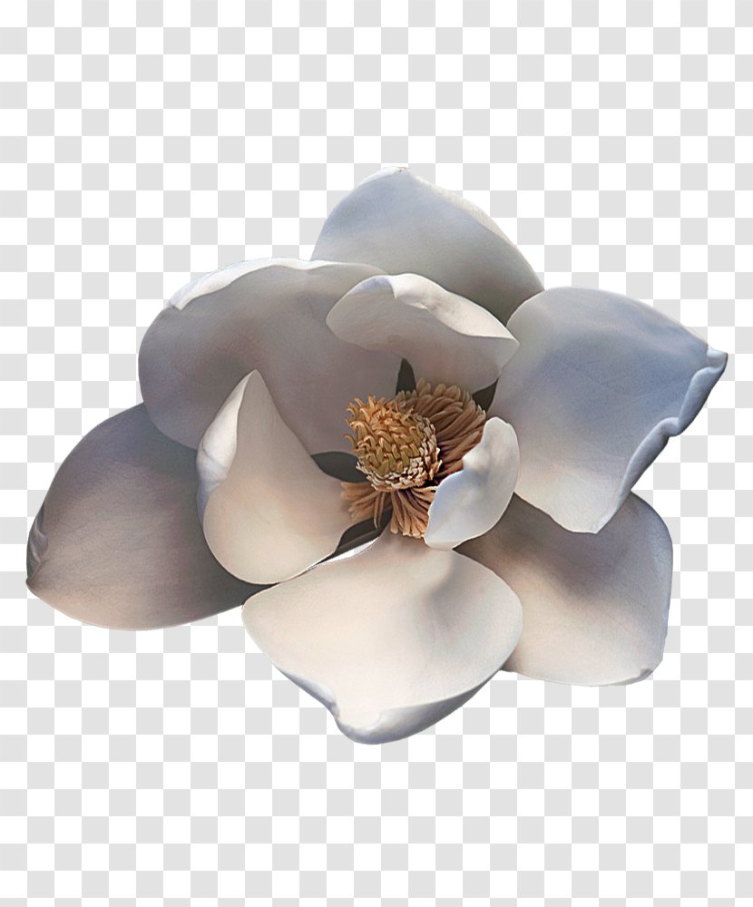 Magnoliaceae Desktop Wallpaper Perfume Plant - Theme - Magnolia Transparent PNG