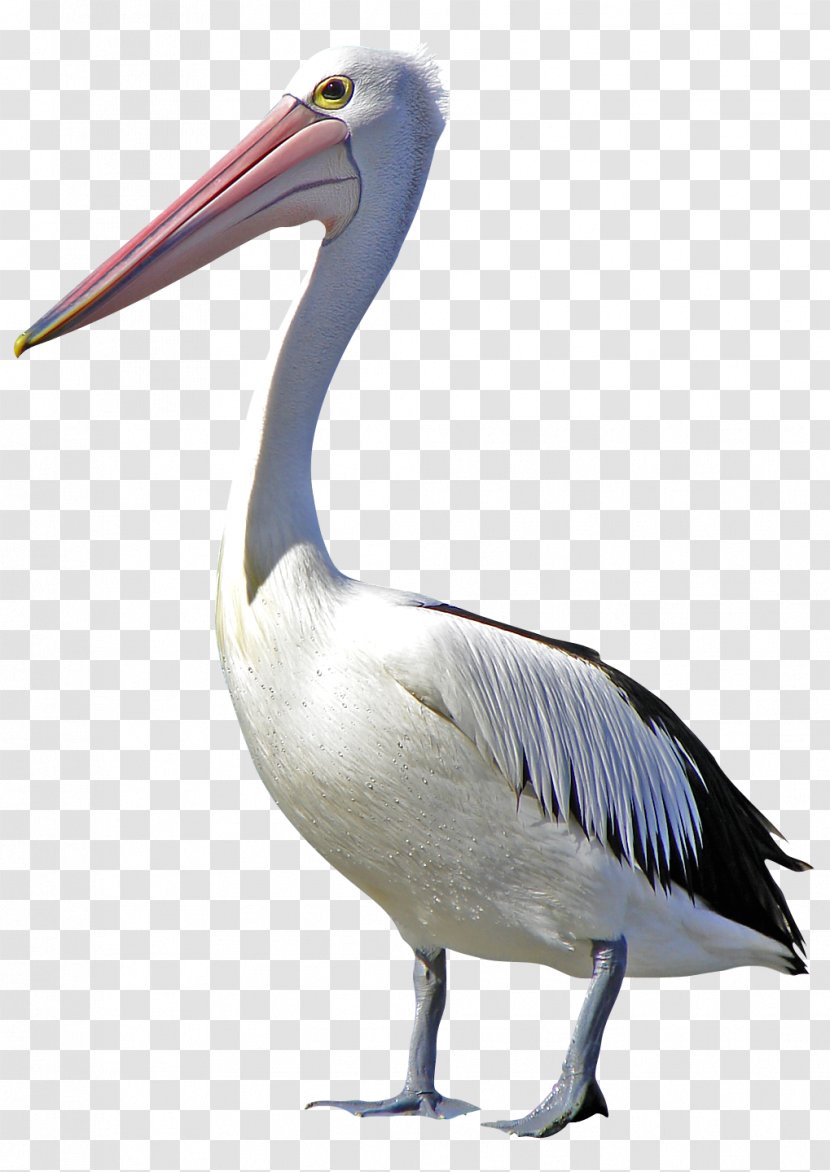 Pelican Bird Clip Art - Stork - Flamingo Transparent PNG