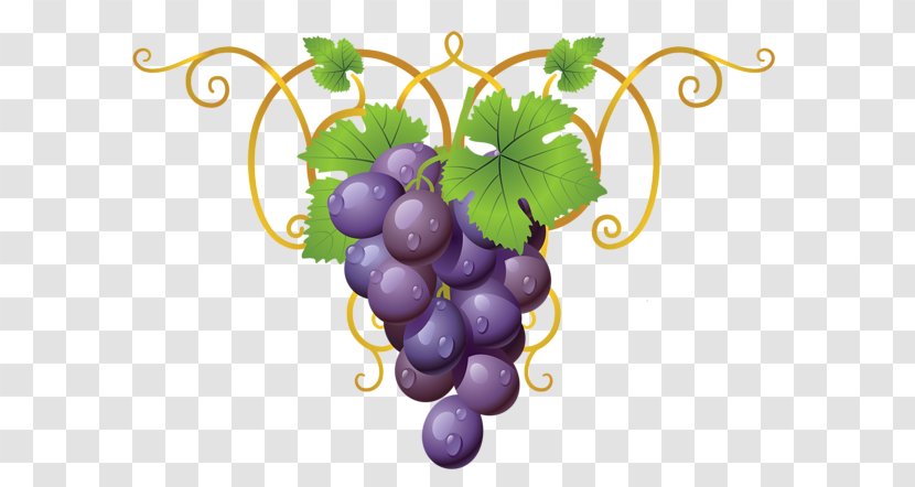 Common Grape Vine Wine Concord - Grapes Drawing Transparent PNG