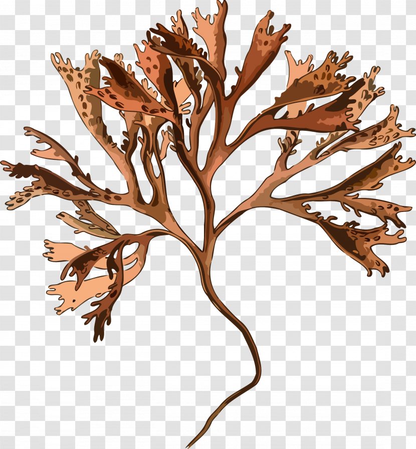 Irish Moss Plant Mastocarpus Stellatus Red Algae - Carrageenan - Fern Transparent PNG