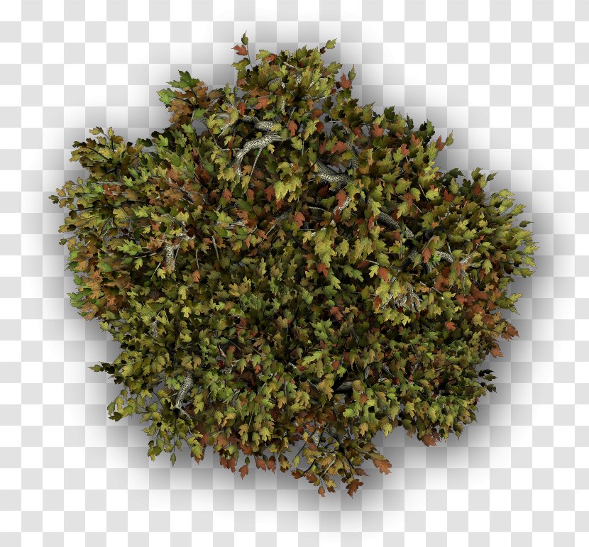 Za'atar Herb And Spice Mix - Maple Transparent PNG
