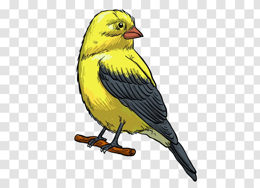 Bird Finch Feather Illustration - Songbird - Yellow Transparent PNG
