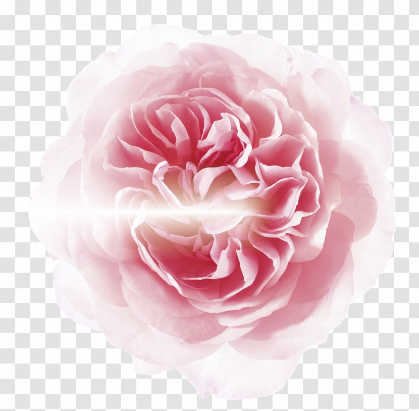 Garden Roses Cabbage Rose Floribunda Petal Flower - Rosa Centifolia Transparent PNG