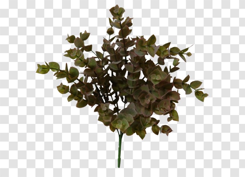 Twig Gum Trees Shrub Leather Plastic - Eucalyptus Plant Transparent PNG