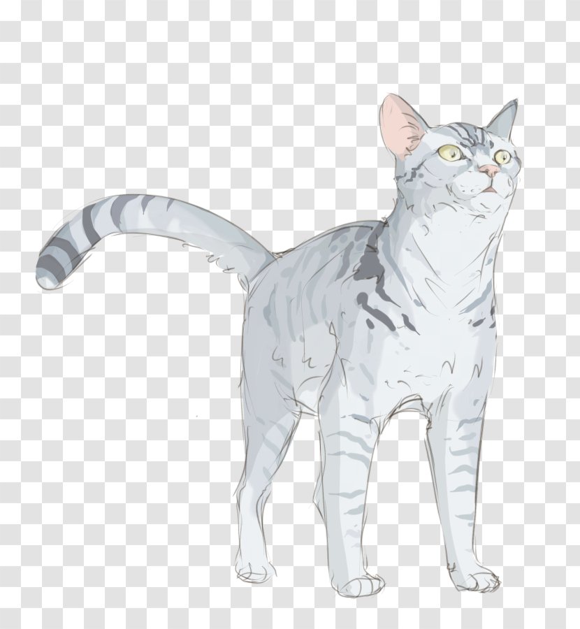 European Shorthair American Wirehair Whiskers Domestic Short-haired Cat - Kitten Transparent PNG