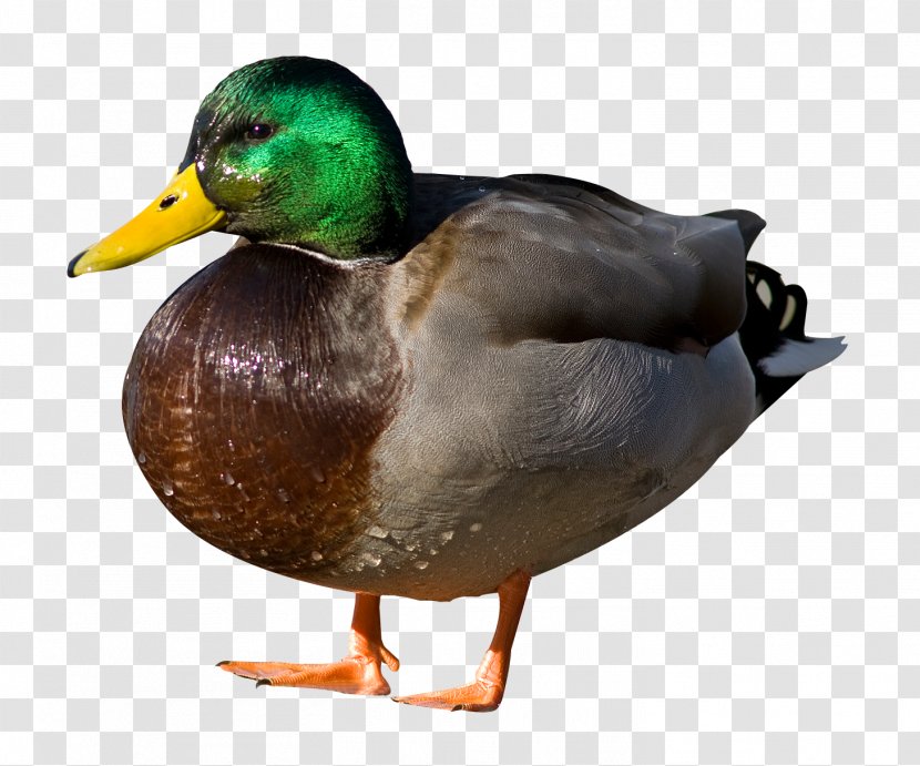 Duck Mallard Sticker - Animal Transparent PNG