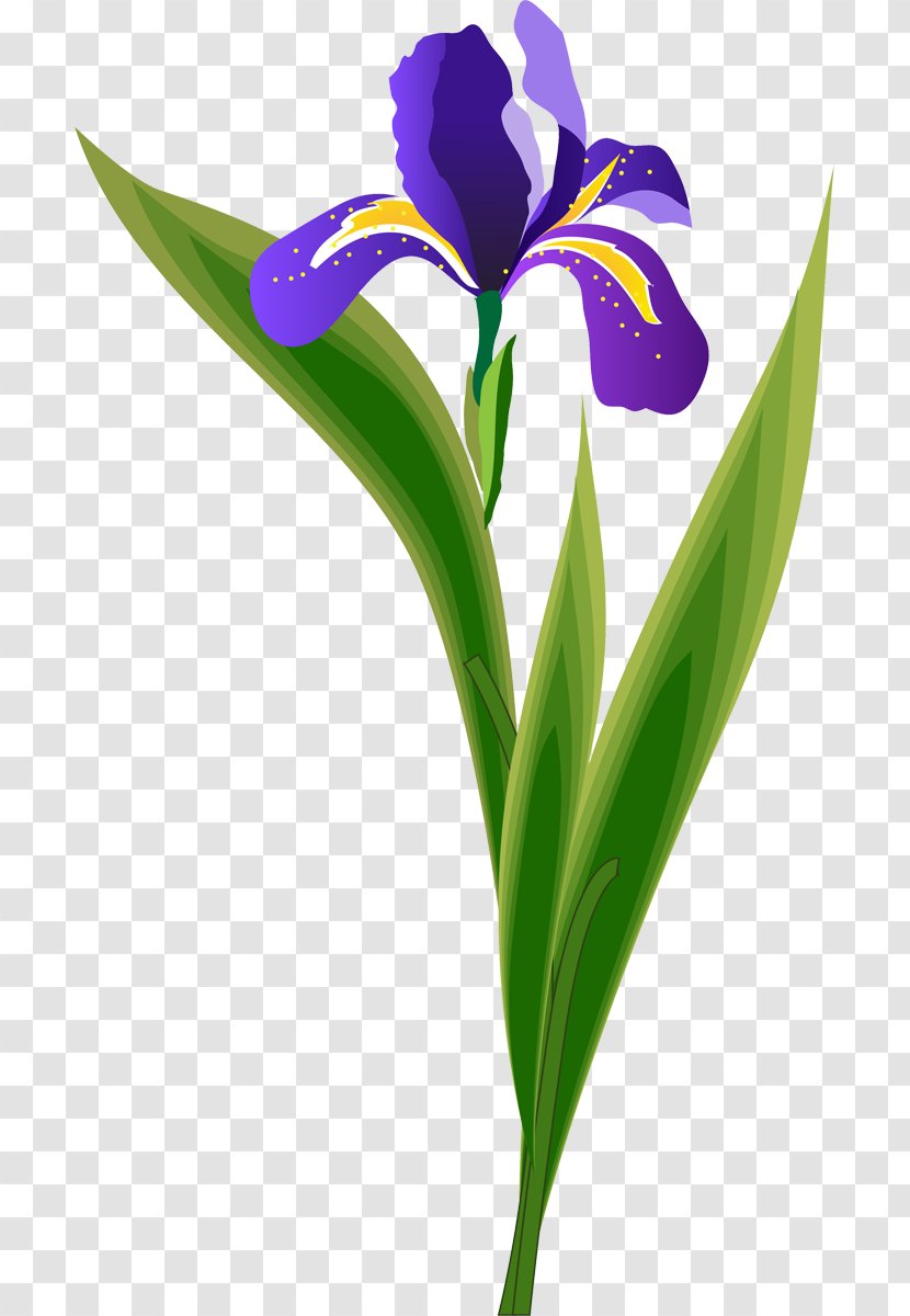 Cut Flowers Plant Stem Purple Petal Transparent PNG