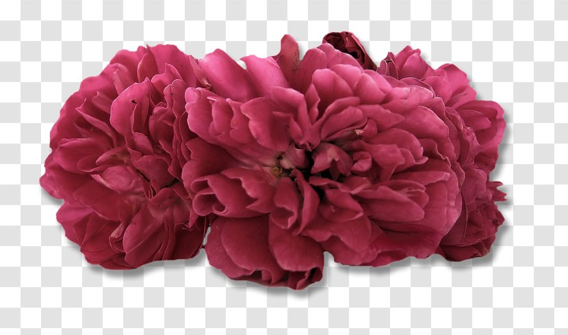 Centifolia Roses Cut Flowers Petal Damask Rose - Pink - Flower Transparent PNG