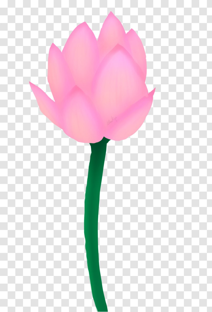 Tulip Rose Family Pink M Petal - Magenta Transparent PNG