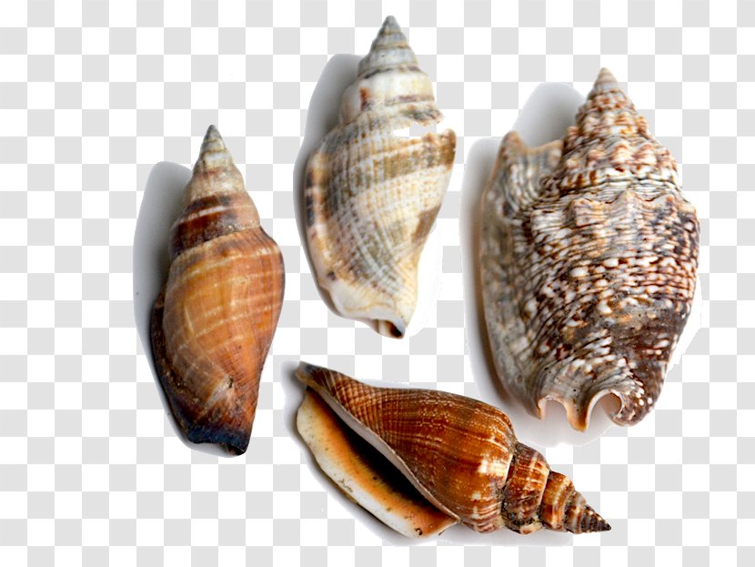 Clam Bivalvia Cockle Seashell Conchology - Fossil - Conch Transparent PNG