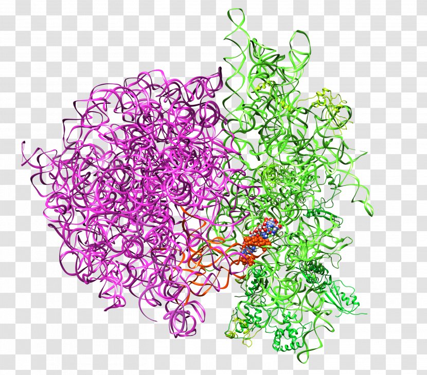 Ribosome Ribosomal RNA Protein Biosynthesis - Bacteria - Start Codon Transparent PNG