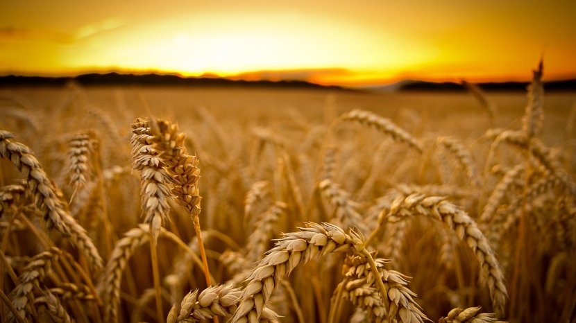 Russia Wheat Cereal Export Grauds - Sky Transparent PNG