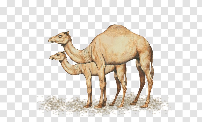 Dromedary T-shirt Ornament CafePress Design - Fauna - Tshirt Transparent PNG