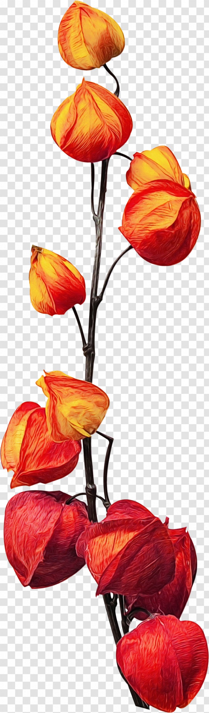 Red Watercolor Flowers - Plants - Bud Coquelicot Transparent PNG