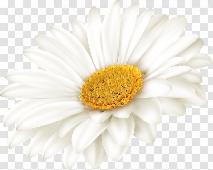 Yandex Oxeye Daisy Chrysanthemum Russia Photography - Liveinternet - Author Transparent PNG