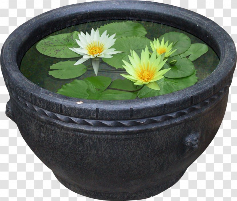 Nelumbo Nucifera Flowerpot Plant Water Lilies Pygmy Water-lily - Flower Transparent PNG