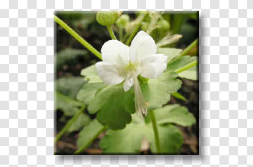 Bigroot Geranium Perennial Plant Bugleherb Ornamental - Deadnettles Transparent PNG