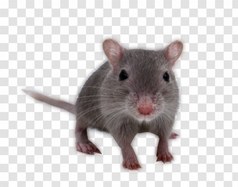 Gerbil Rodent Rat Parrot Shrew - Pest - Pigeons Transparent PNG