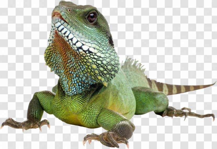 Green Iguana Lizard Reptile - Transparent Background Transparent PNG