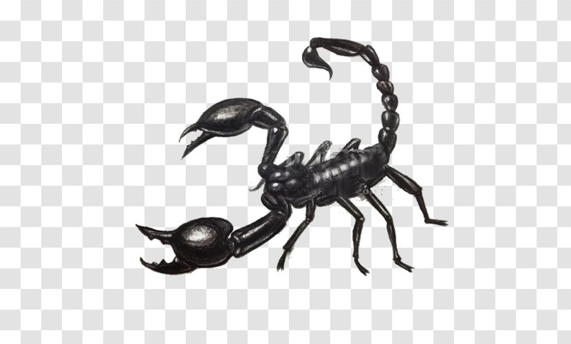 Scorpion Drawing Scorpio Maurus Painting - Sketch Transparent PNG