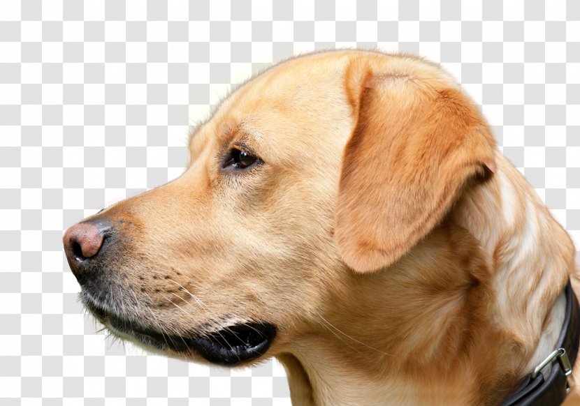 Labrador Retriever Golden Broholmer Dog Breed Animal - Looking Transparent PNG