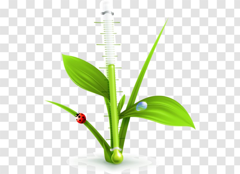 Tree Houseplant - Grass Family Transparent PNG