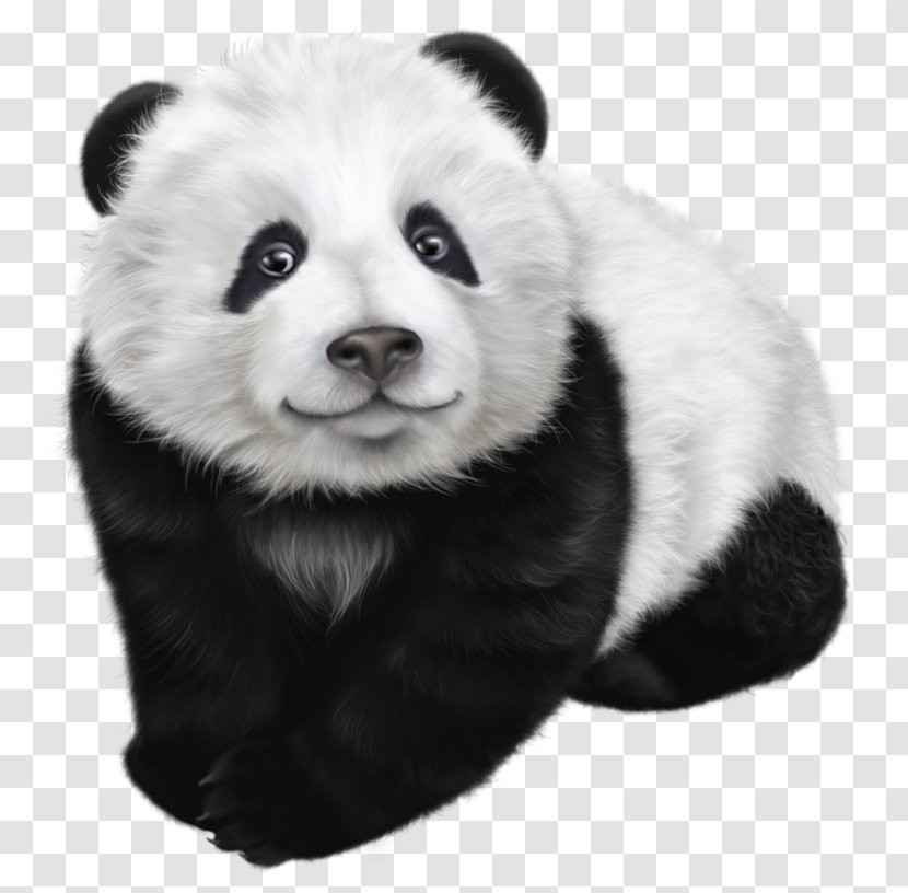 Giant Panda Drawing Illustration - Cuteness - Transparent Clip Art Image Transparent PNG