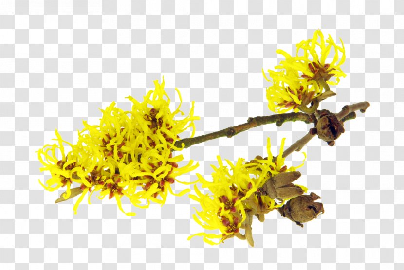 Astringent American Witch-hazel Herbal Distillate Hybrid Witch Hazel - Stock Photography - Hamamelis Transparent PNG