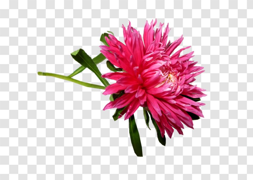 Artificial Flower - China Aster Transparent PNG